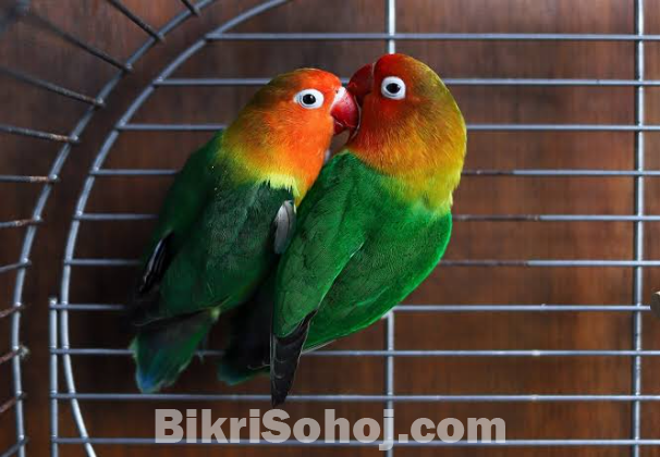 Green fisher speed love bird baby for sell
